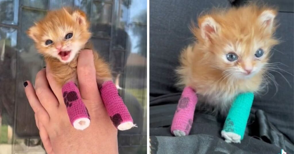 Tater Tot kitten
