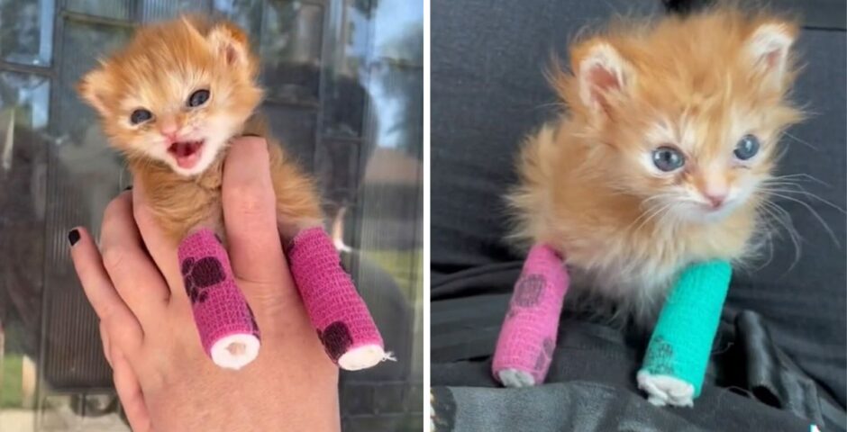 Tater Tot kitten