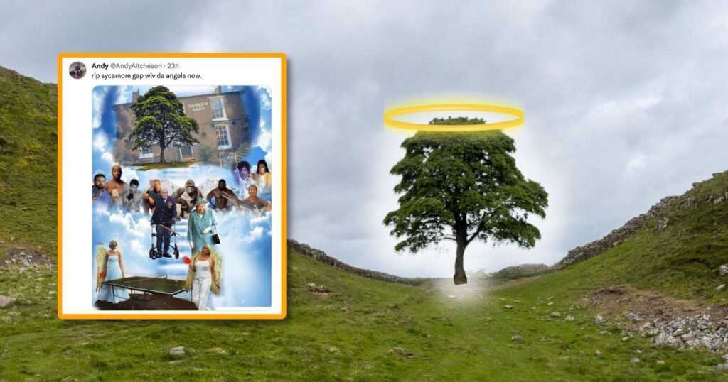 sycamore gap tree memes