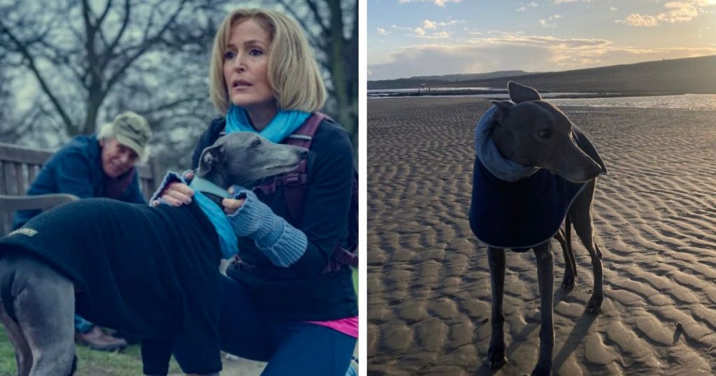 Emily Maitlis dog