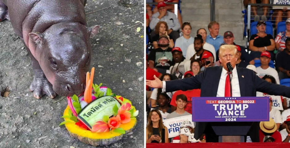 Moo Deng Donald Trump