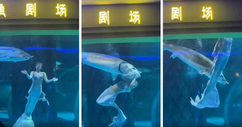mermaid fish attack