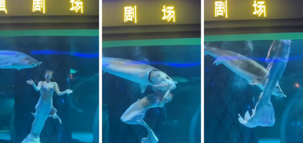 mermaid fish attack