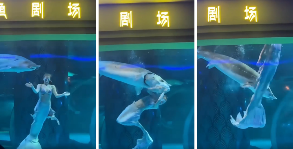 mermaid fish attack