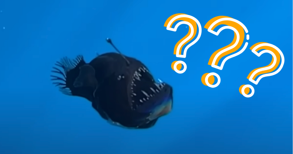 anglerfish