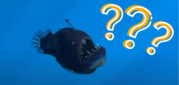 anglerfish