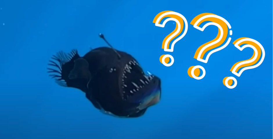 anglerfish