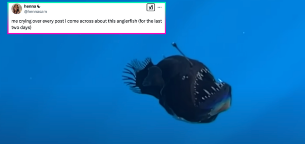 Angler fish