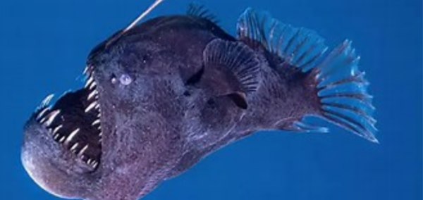 what happened to anglerfish