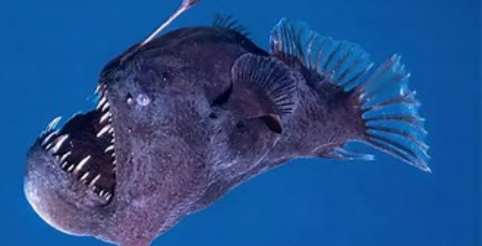 what happened to anglerfish