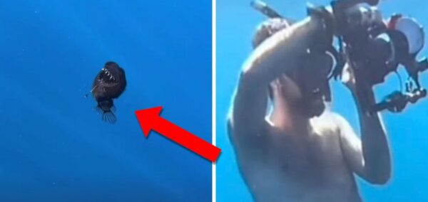 angler fish smaller