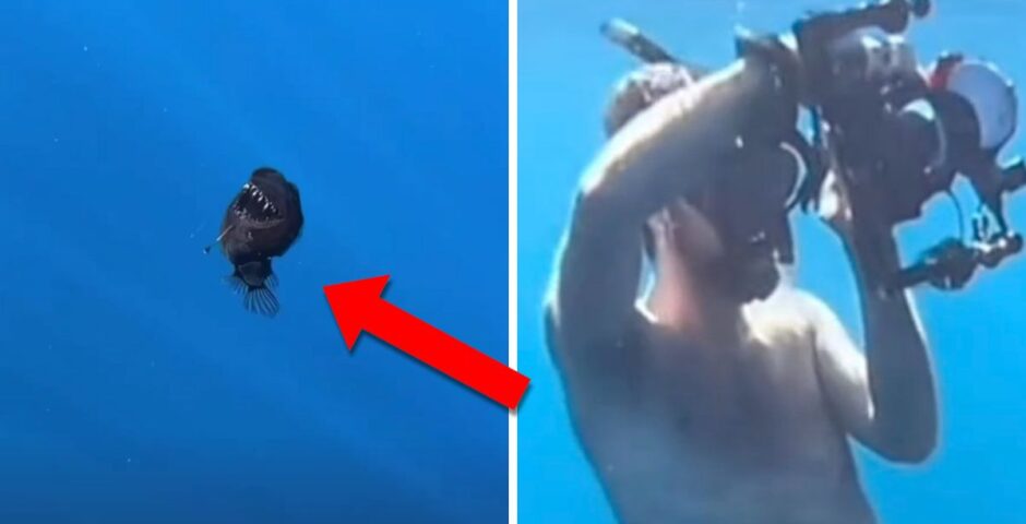 angler fish smaller
