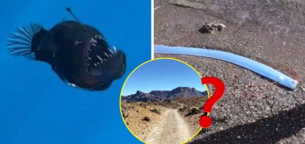 anglerfish fish volcanoes reason