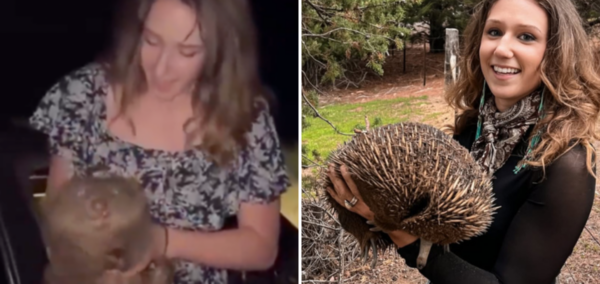 wombat