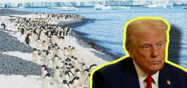 Trump Tariffs penguins