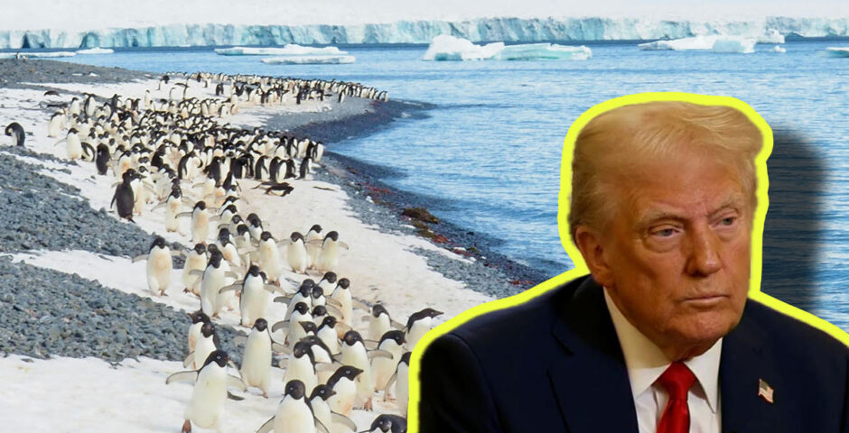 Trump Tariffs penguins
