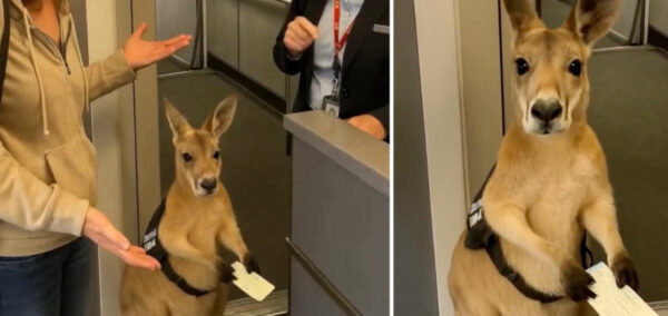 kangaroo airport video