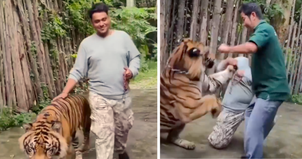 Tiger attack
