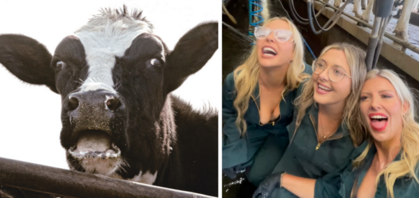 Cow OnlyFans