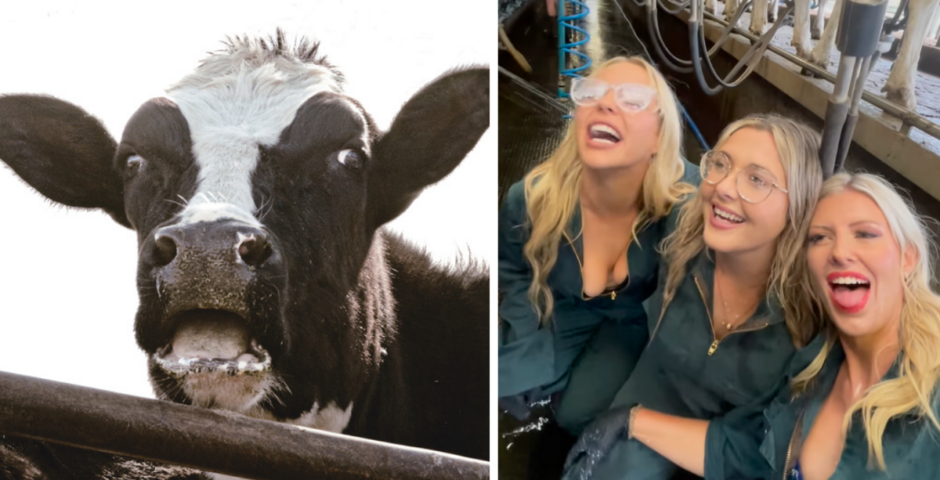 Cow OnlyFans