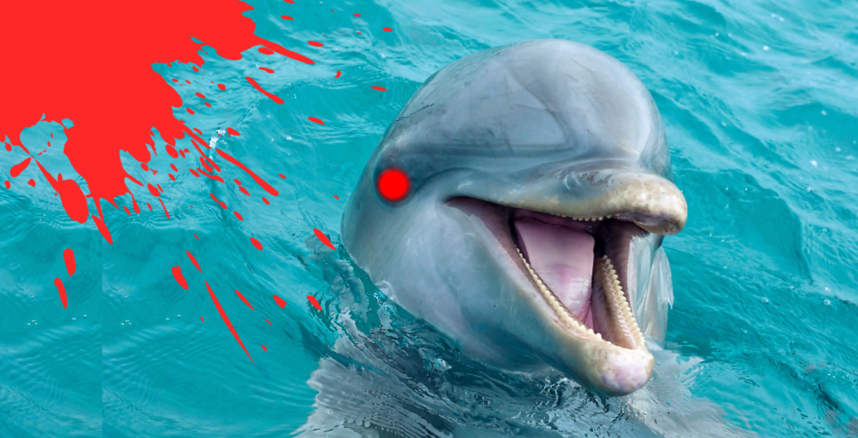 Dolphin