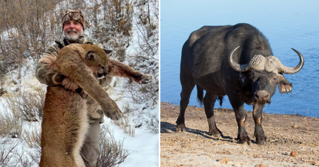 Cape buffalo