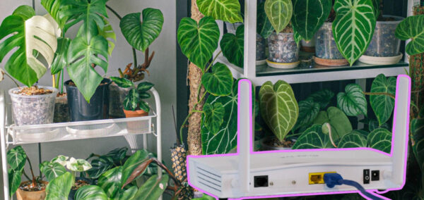 houseplants Wifi