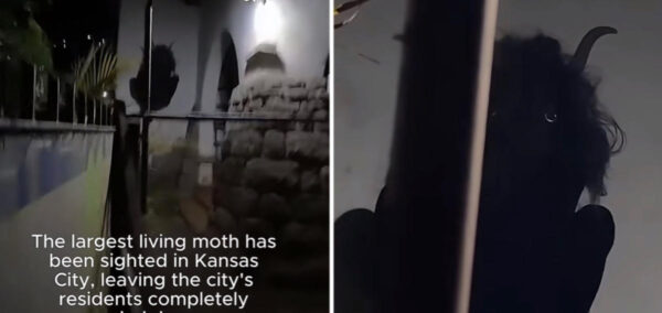 Kansas City Moth