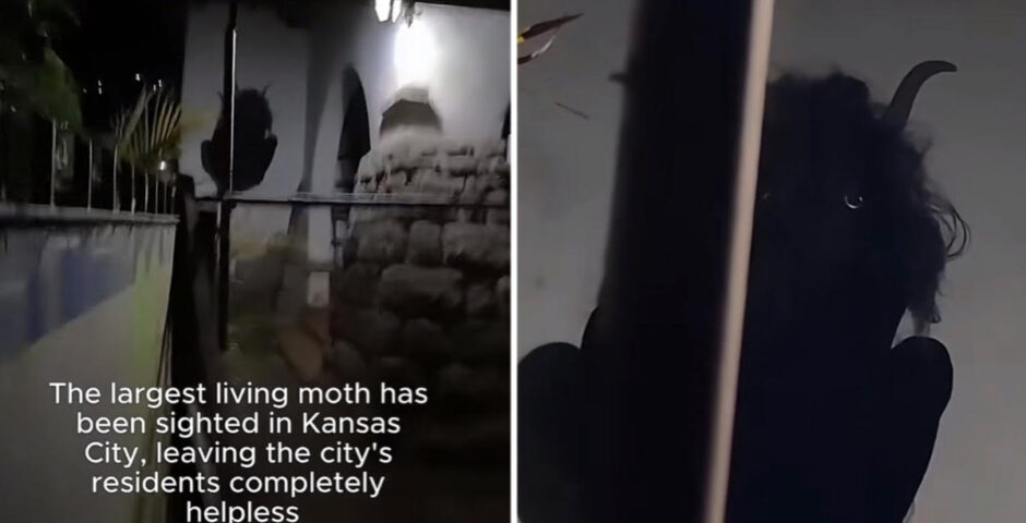 Kansas City Moth