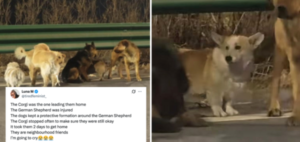 Dogs