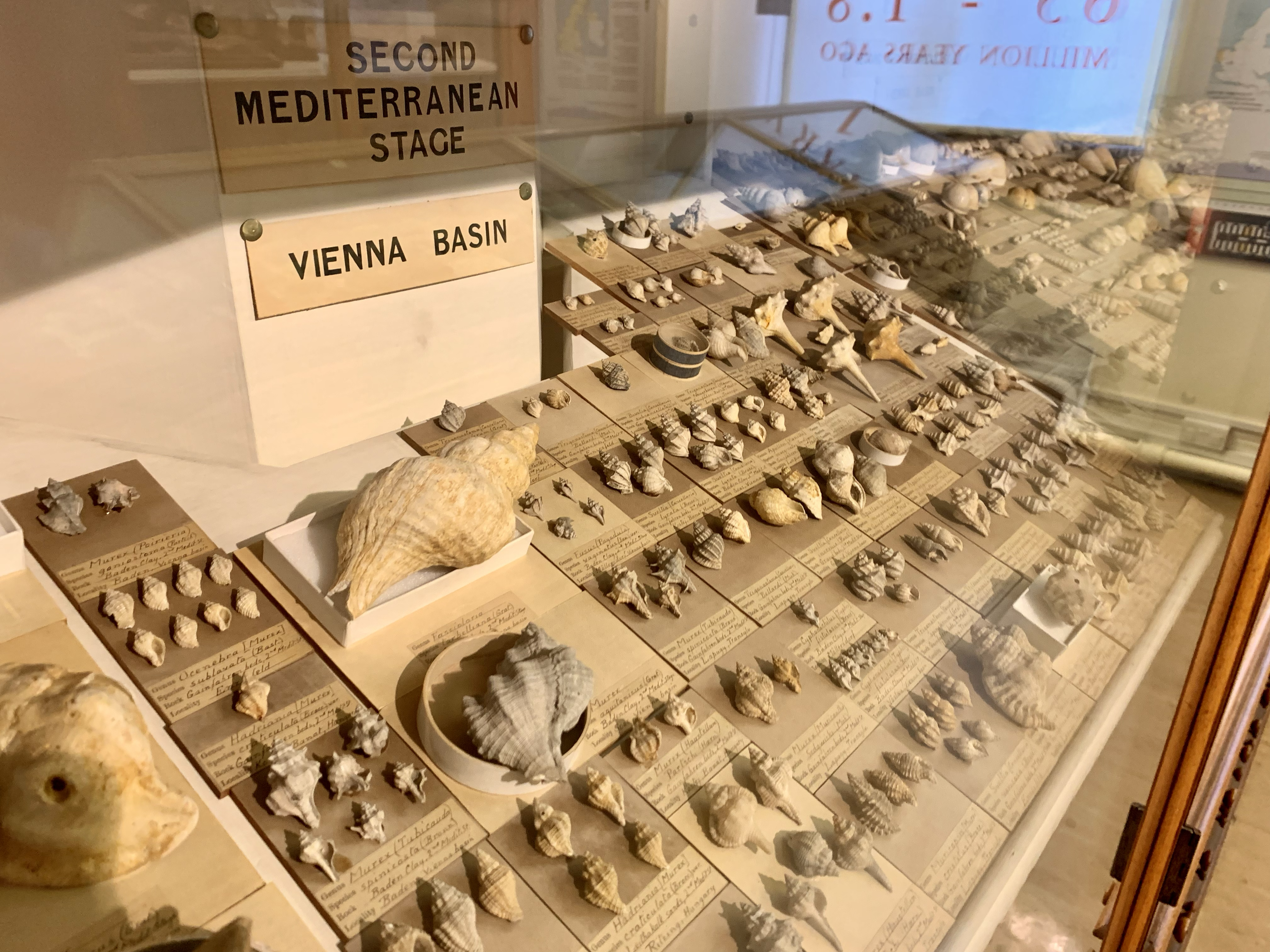 Cambridge Uni's Sedgwick Museum of Earth Sciences