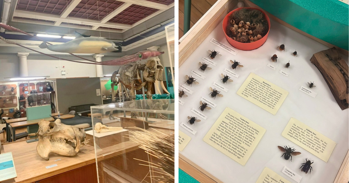Glasgow University's Hunterian Zoology Museum