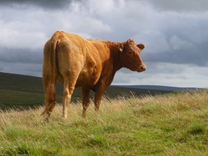 cow
