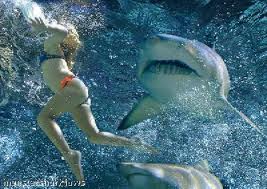 shark attack