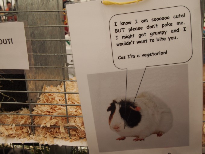 killer guinea pigs