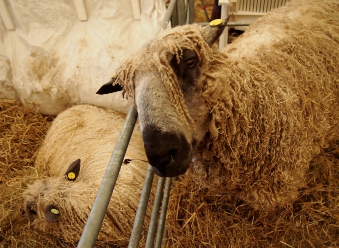 Rastafarian Sheep