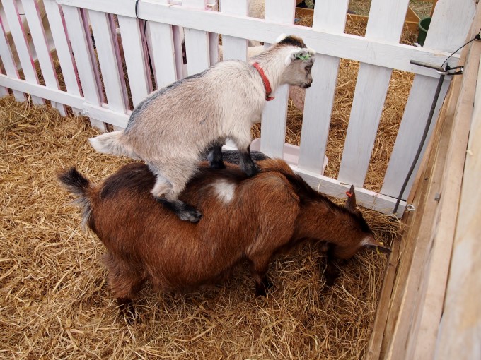 And acrobatic goats!