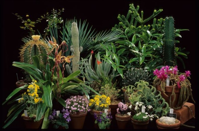 Plants leaf workers content and productive
