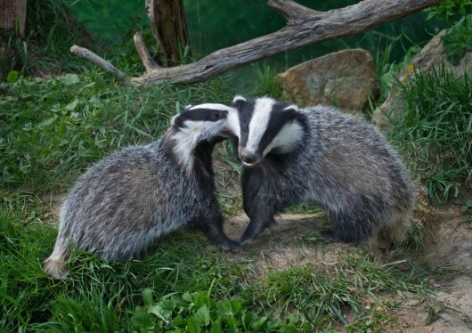 'Go on, give us a kiss'