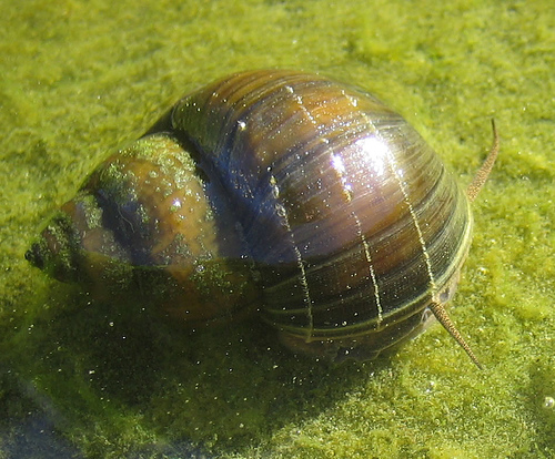pond snail