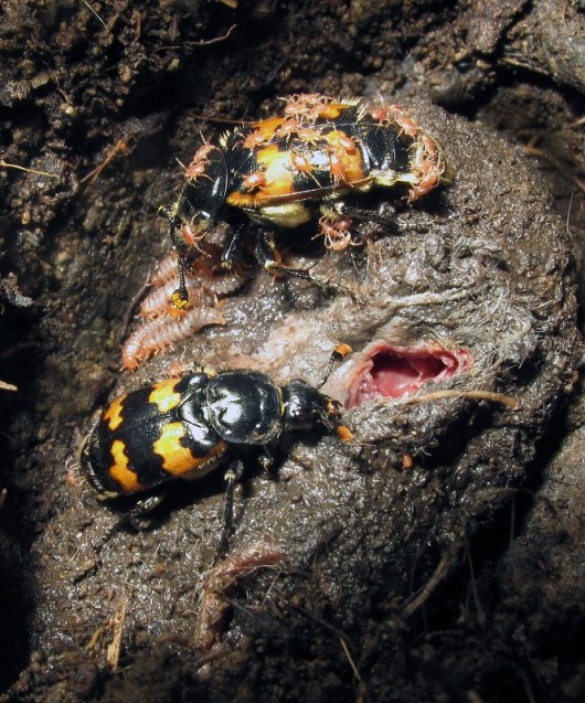 Two beetles walking on mud...hang on, they're tearing apart a mouse carcass