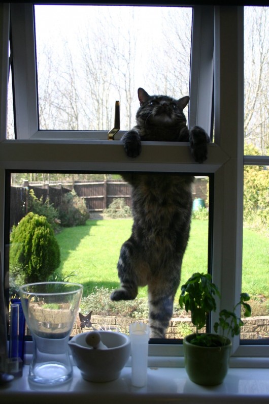 A prime example of a cat burglar