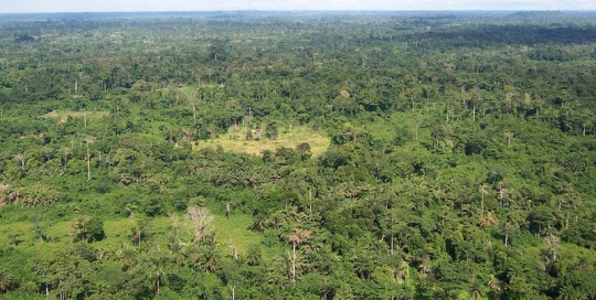 800px-Liberia_tropical_forest