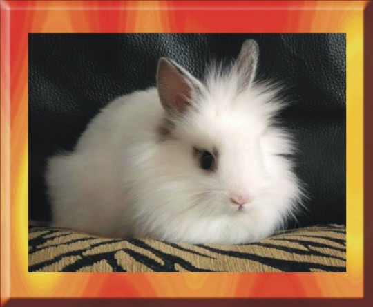 ronnies rabbit