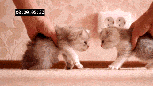 tabboop