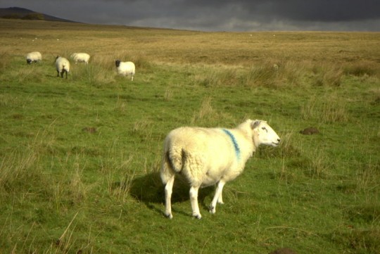 You're usually more likely to find a casual sheep chilling...