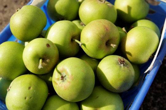 SWNS_APPLE_TREE_SPLIT_050034605