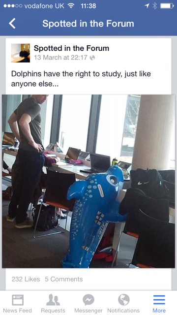 dolphin