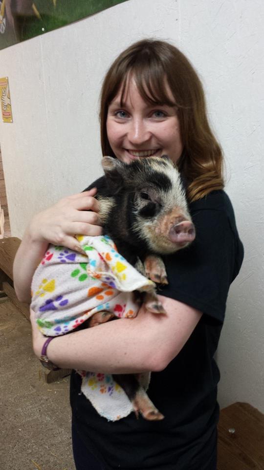 Pigs in blankets