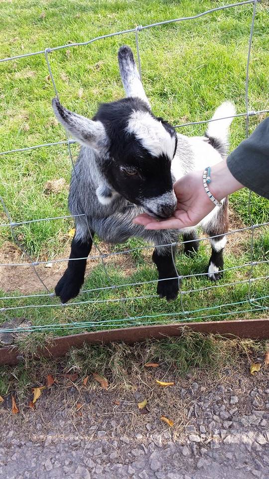 IT'S A GOAT WEARING BOOTS